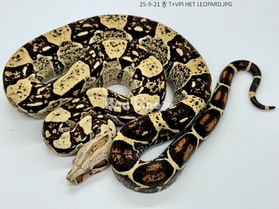 T+VPI HET LEOPARD